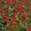 Persicaria Fat Domino